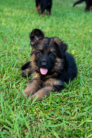 Disponibili cuccioli di pastore tedesco