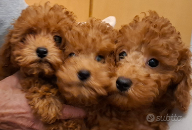 Barboncini Toy CON PEDIGREE