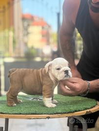 Cuccioli bulldog inglese
