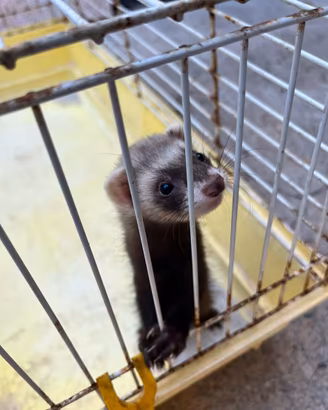 Furetti maschi e femmine