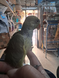 Parrocchetto dal collare