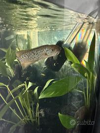 Channa asiatica red spot