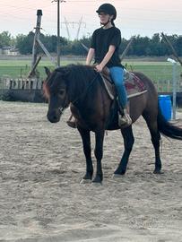 Cavallo bardigiano castrone