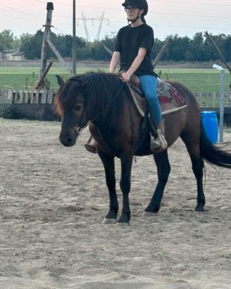 Cavallo bardigiano castrone