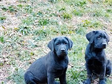 Cucciolo maschio Labrador nero