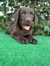 Labrador Pedigree