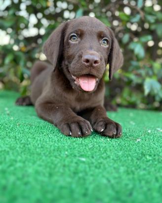 Labrador Pedigree