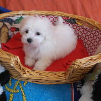 Cuccioli Maltesi europei bianchi 60 gg