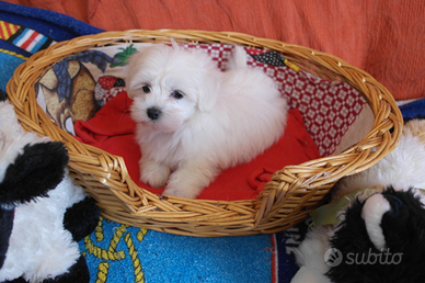Cuccioli Maltesi europei bianchi 60 gg