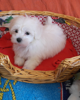 Cuccioli Maltesi europei bianchi 60 gg
