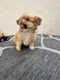 Cucciolo chihuahua mini toy