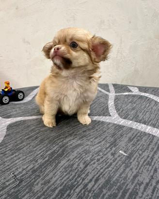 Cucciolo chihuahua mini toy