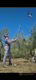Piccioni pronti addestrati