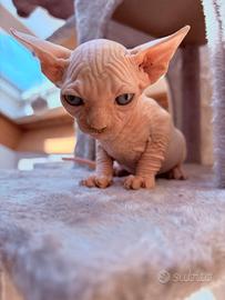 Canadian Sphynx femmina