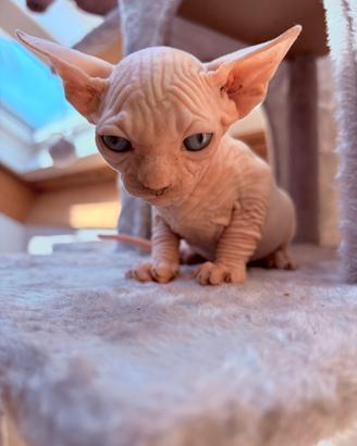 Canadian Sphynx femmina