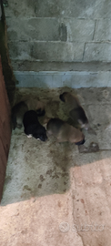 Cuccioli meticci