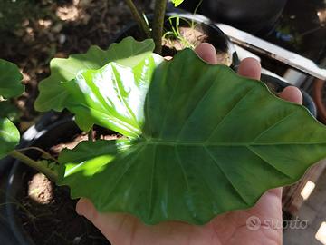 Giovani Alocasia Portodora