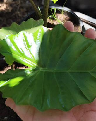 Giovani Alocasia Portodora