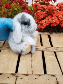 Coniglio nano ariete