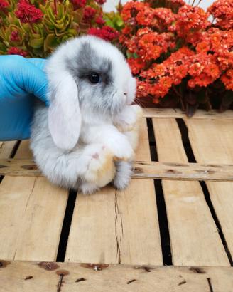 Coniglio nano ariete