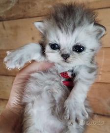 Cucciolo di persiani MASCHIO