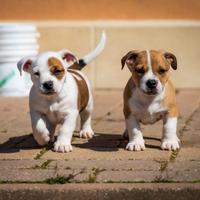 Cuccioli jack russell due mesi
