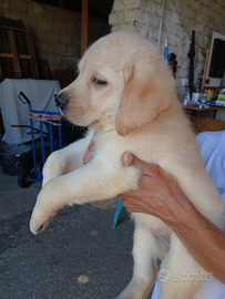 Cuccioli labrador miele