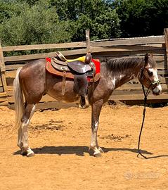 Cavallo ARGENTINO