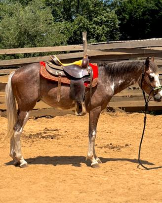 Cavallo ARGENTINO