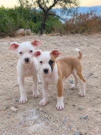 Amstaff Femmine con pedigree ENCI