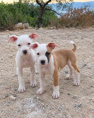 Amstaff Femmine con pedigree ENCI