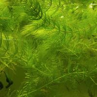 Piante acquatiche