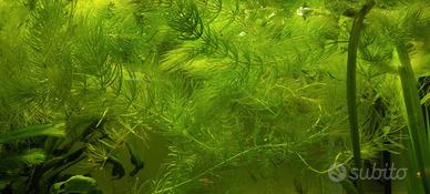 Piante acquatiche