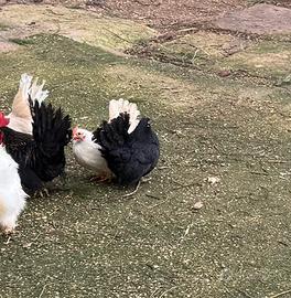 Galline nane