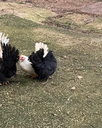 Galline nane