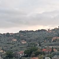 22 ulivi con contratto in comodato gratuit0
