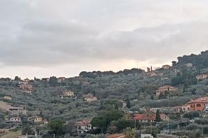 22 ulivi con contratto in comodato gratuit0