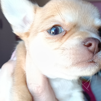 Femmine chihuahua