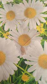 Collana Portafortuna Acchiappasogni e tre piume