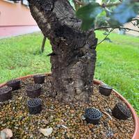Bonsai Sughera
