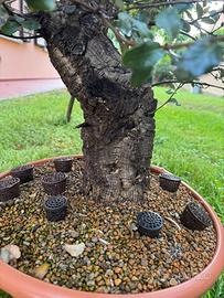 Bonsai Sughera