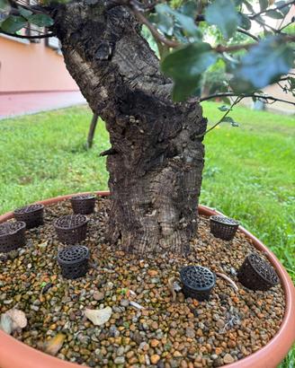 Bonsai Sughera