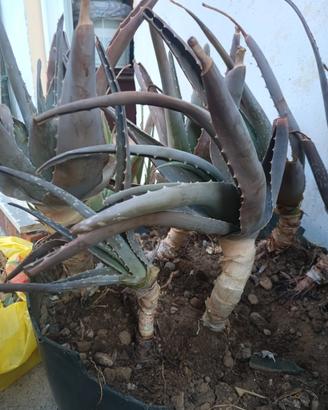SOS aloe