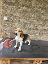 Beagle pedigree ENCI