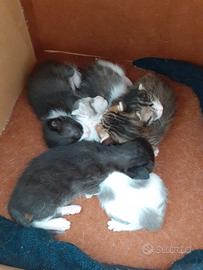 5 gattini