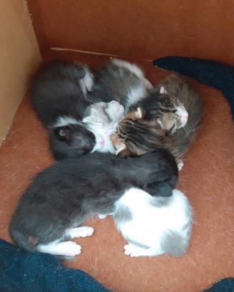 5 gattini