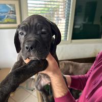 Cane corso