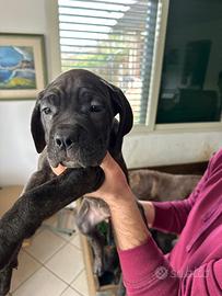 Cane corso