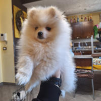 Volpino spitz tedesco nano crema