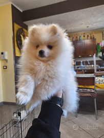 Volpino spitz tedesco nano crema